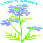 Lady's Smock