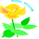 Rose - Yellow