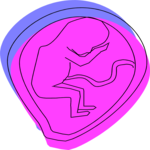 Fetus 2