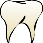 Tooth 07