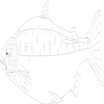 Fish 1