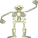 Skeleton 16