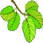 Leaves 77