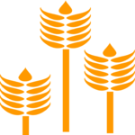 Wheat 2