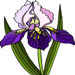 Flower 384