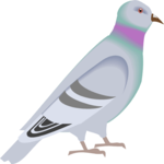 Pigeon 02