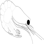 Shrimp