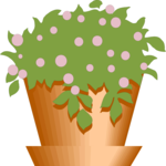 Plant in Pot 1