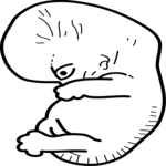 Fetus 1