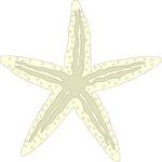 Starfish 14