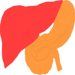 Internal Organs 1