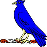 Coot 1