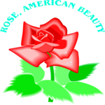 Rose - American Beauty