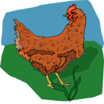 Chicken 10