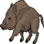 Boar 7