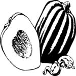 Squash - Acorn