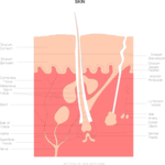 Chart - Skin