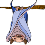 Bat 28