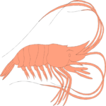 Shrimp 3