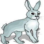 Rabbit 21