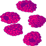 Raspberries 5