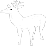 Deer 05