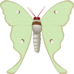 Moth 46