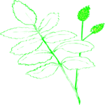 Leaves 85