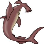 Shark - Hammerhead 7