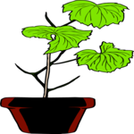 Plant 084