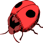 Ladybug 9