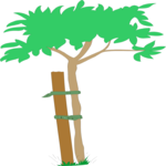 Tree Tied to Stake