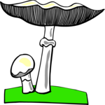 Mushrooms 03