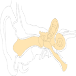 Ear 7
