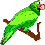 Parrot 21