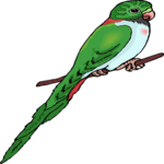 Parakeet 3