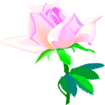 Rose 40