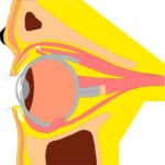 Eye - Inner 1