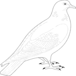 Pigeon 01