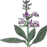 Flower 331