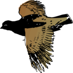 Bird 011