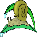 Snail 13