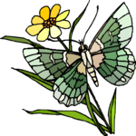 Butterfly 129