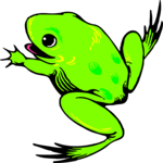Frog 13