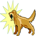 Golden Retriever 3