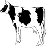 Cow 02