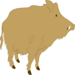 Boar 2