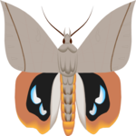 Moth 24