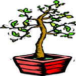 Tree - Potted