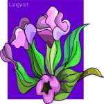 Lungwort